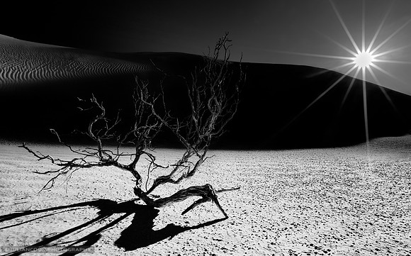 Desert Sunset