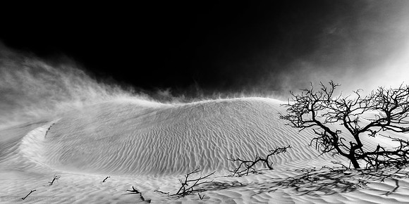 Sand Storm Brewing