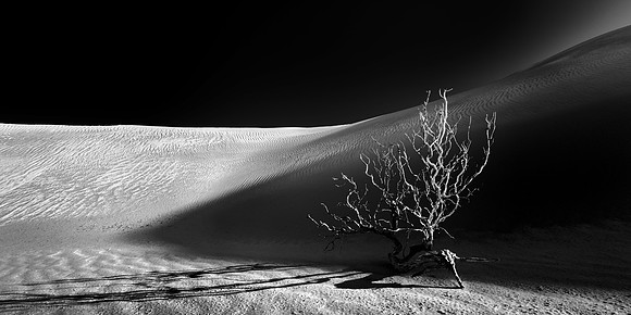 Desert Branch Void