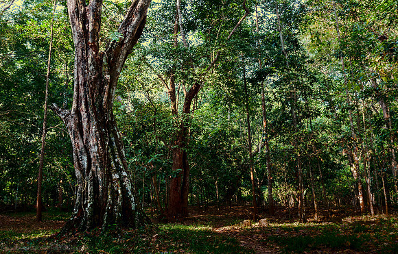 A Walk Around Baphuon