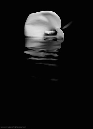 Still Waters Run Deep - 2005 - Multiple Awards